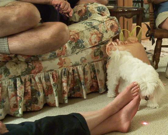 Lilly hunting the red dot!