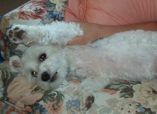 Who barks the most?  Me!!!