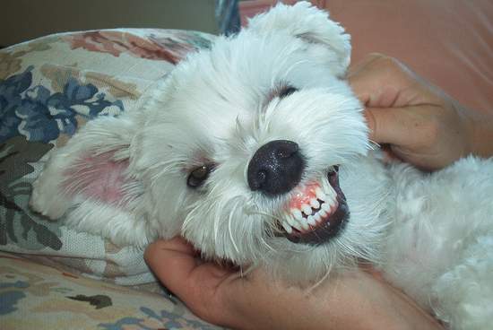 That's one happy dog!