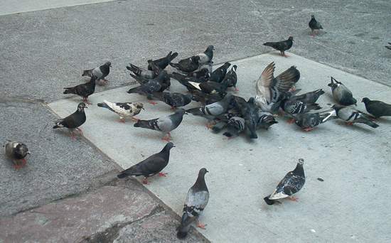 Ratbirds!