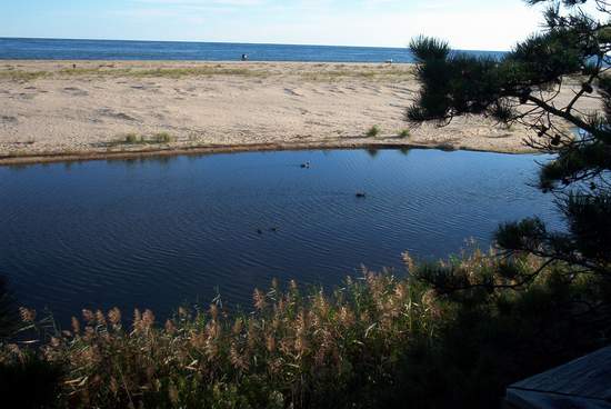 A little pond with ducks in it!