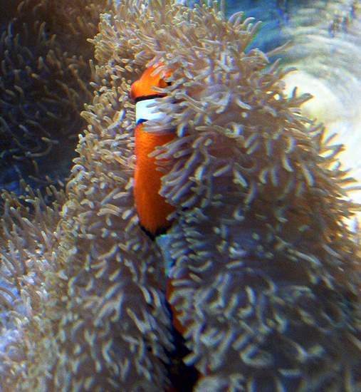 All the kids were screaming 'NEMO'!