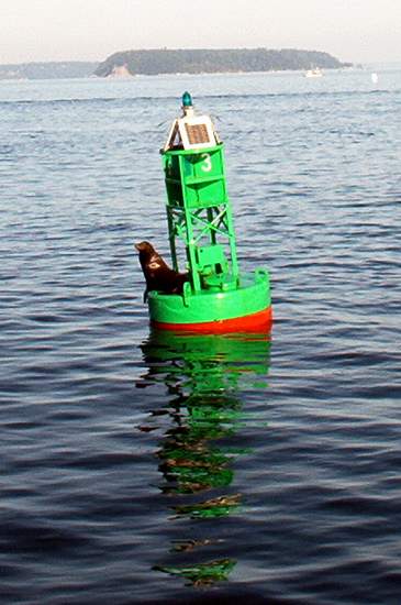 A seal hanging out!