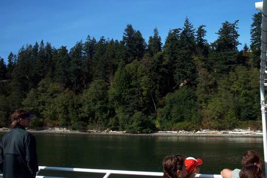 Rumours abound of bald eagles in the trees!