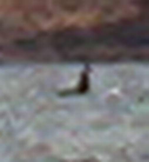 You can kind of make out the whale!