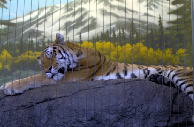 Lounging tiger!