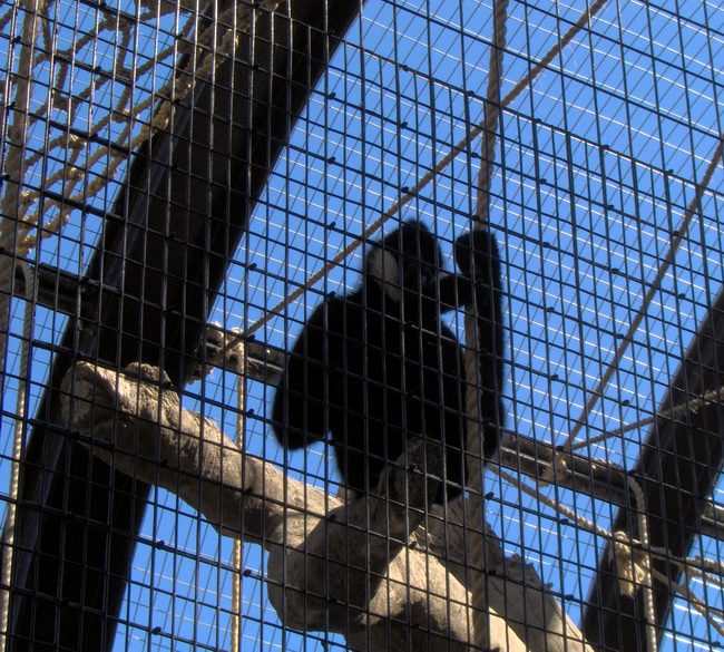 Jim really liked the monkey cage!