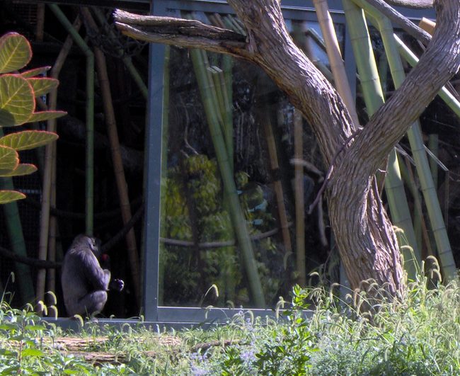 There were really big primates in this exhibit!