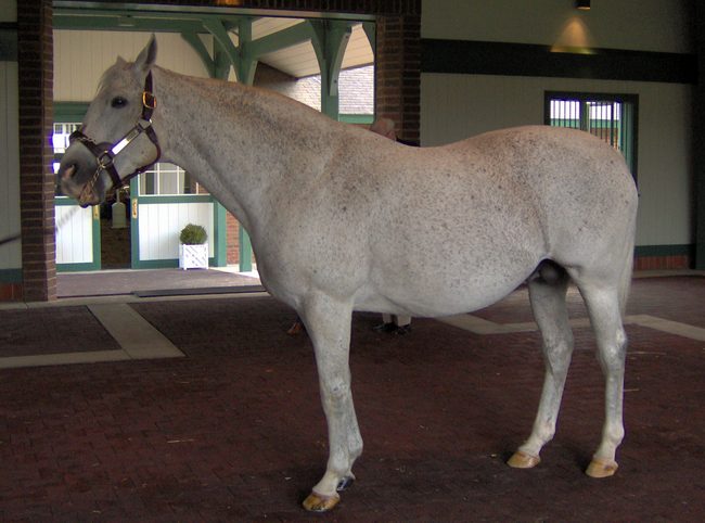I bet Grandma would bet on this horse!