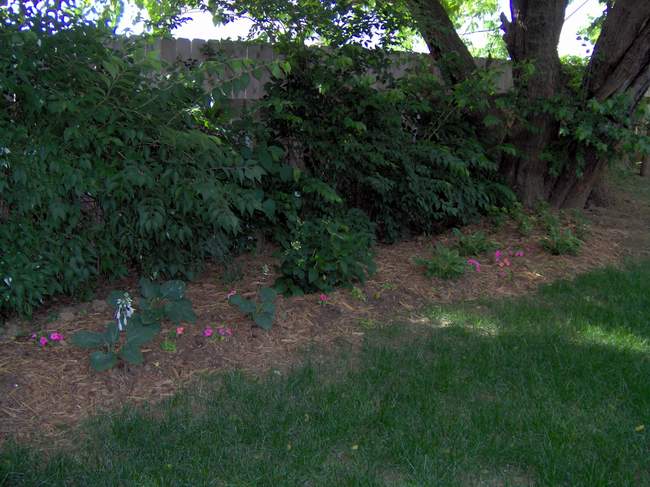 What else can we say? More backyard!!!