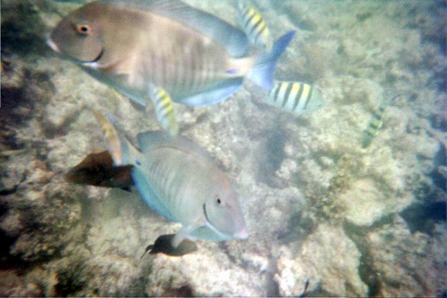 There were some amazing looking fish not far from the beach!