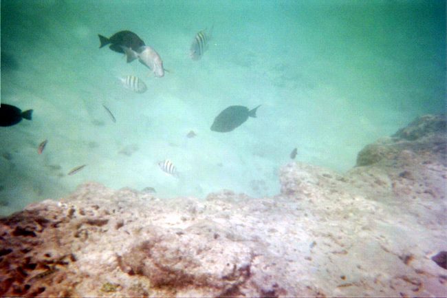 Pat and I saw a puffer but I didn't have the camera with me! Oh well!