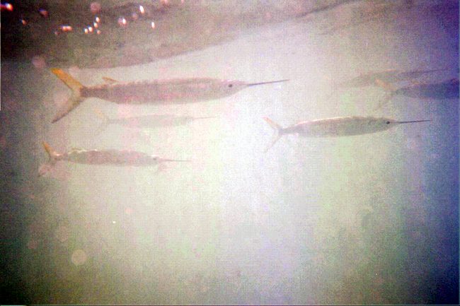 These things were circling me!  A little scary!