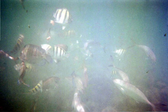 This guy started feeding the fish and the fish went crazy!