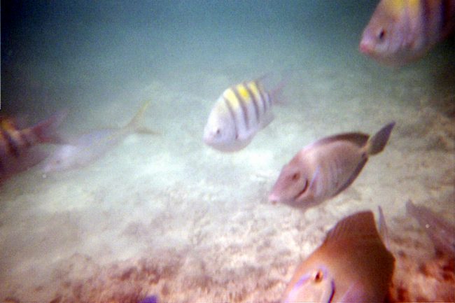 I wasn't kidding.  I did a lot of snorkeling!