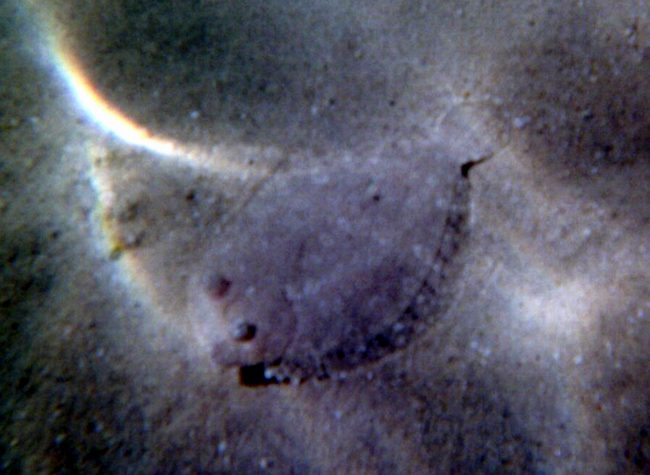 There was a flounder swimming right below us!