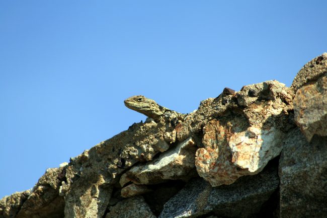 There were a bunch of lizards sunning themselves along the cliff!