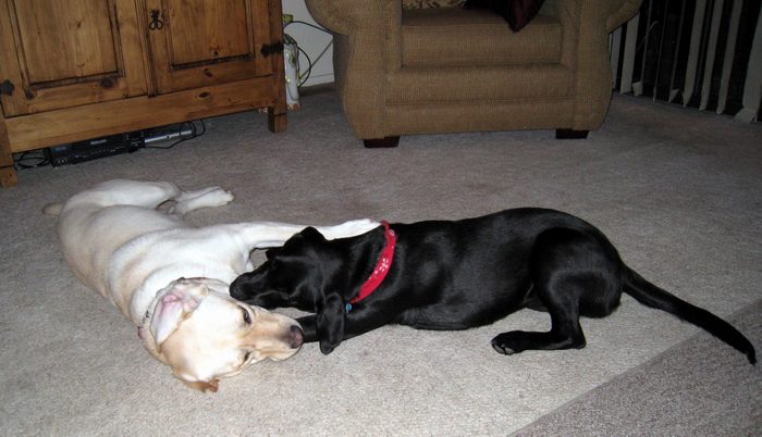 I was shocked to find out there would be not one but two dogs!