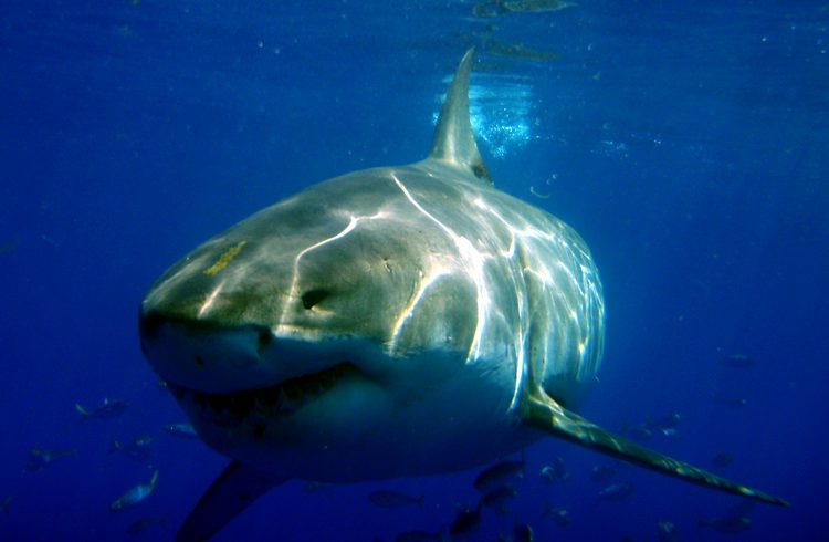 Shark!