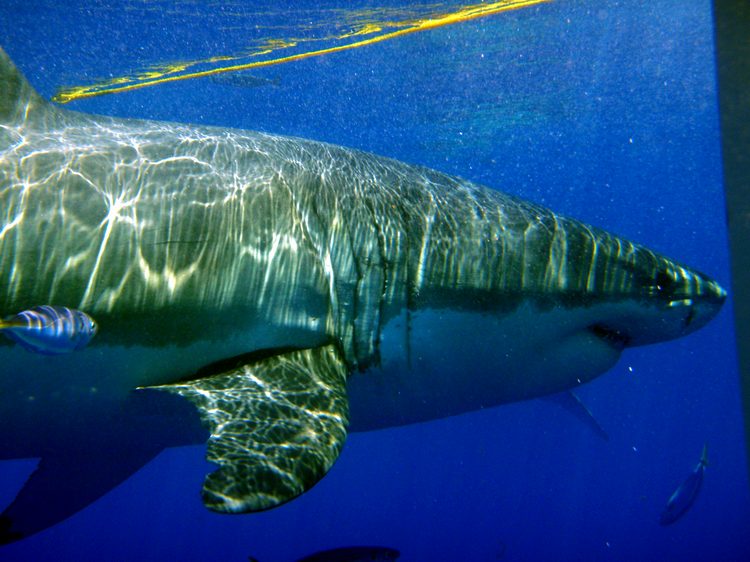 Just another day in the water!