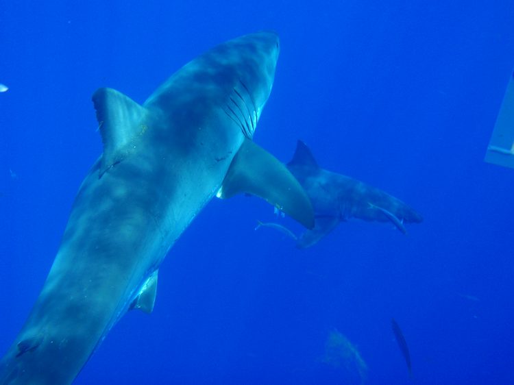 Double shark!