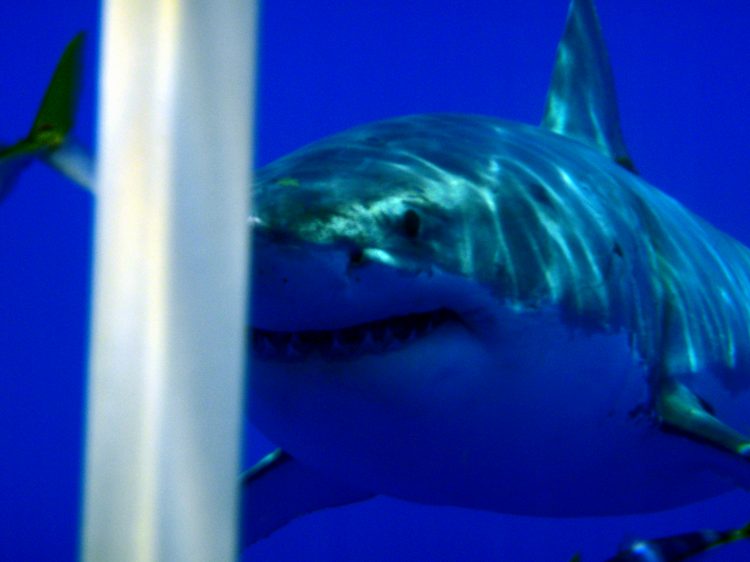 Hey, you're a shark!  What's up with that?