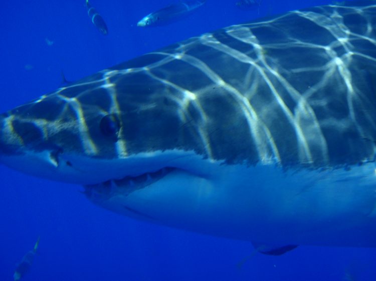 You kind of see the construction of their eyes!  They really did check us out as they swam by!