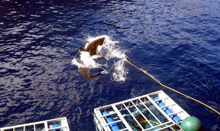 Uptop shot of a shark getting the bait!