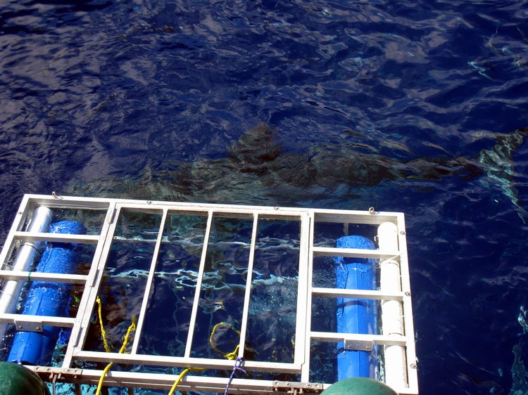 The same shark descending in the water!