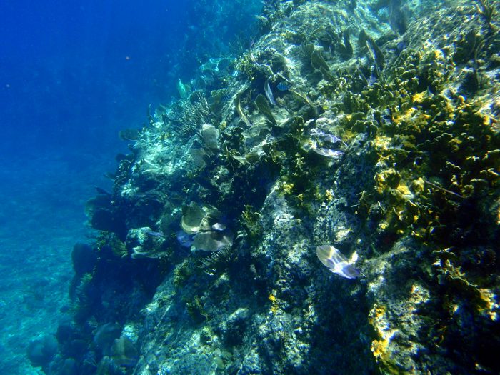The pictures really can't show how awesome it was snorkeling!