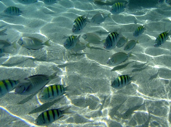 Fish!