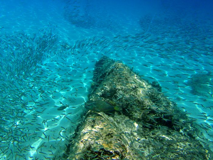 Tons of little fish!