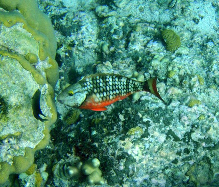 I love it when I see this fish!  I love the colors!