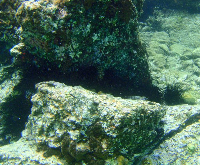 Don't step on this guys!  It will ruin your vacation!