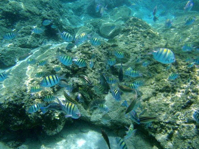 More fish!