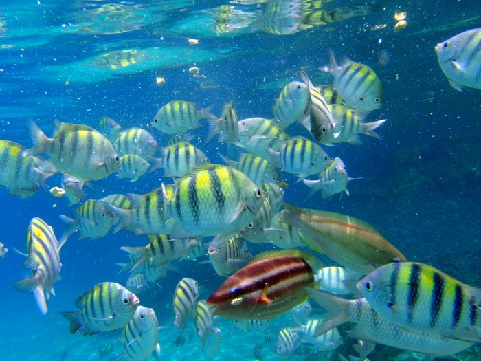 The fish come flying in when they see the food!