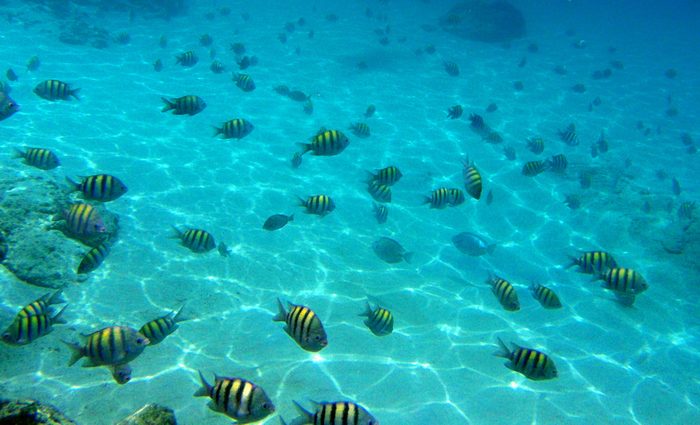 It was really neat to have that many fish so close to the shore!