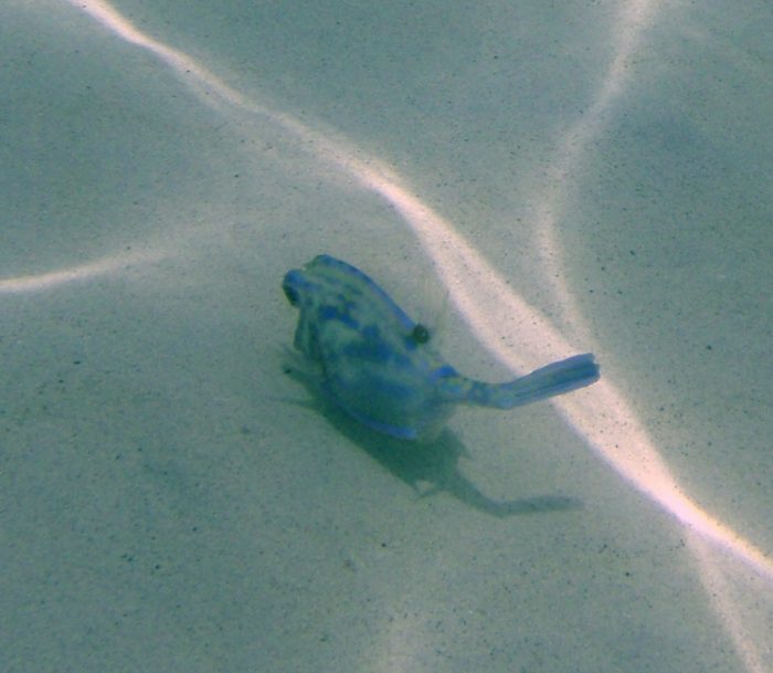 Blue puffer!