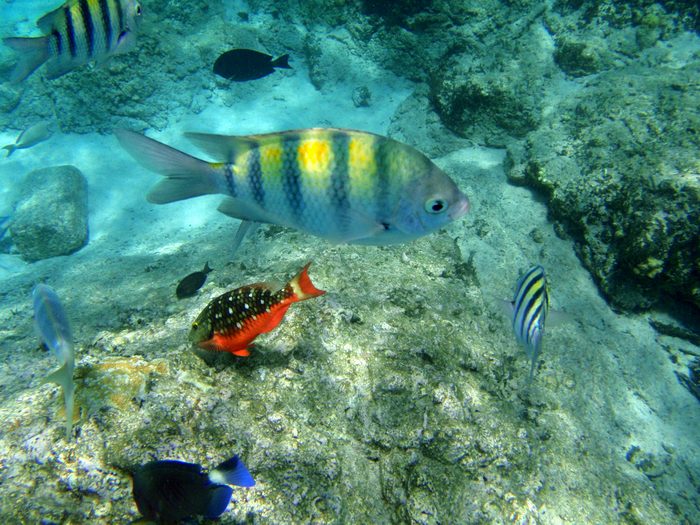 Hey, its my red bellied fish!