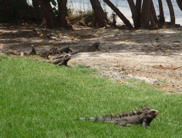 There were iguanas everywhere!