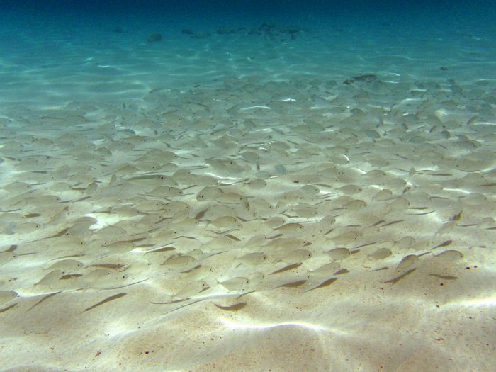 I wonder if these fish live here or are just here on vacation!