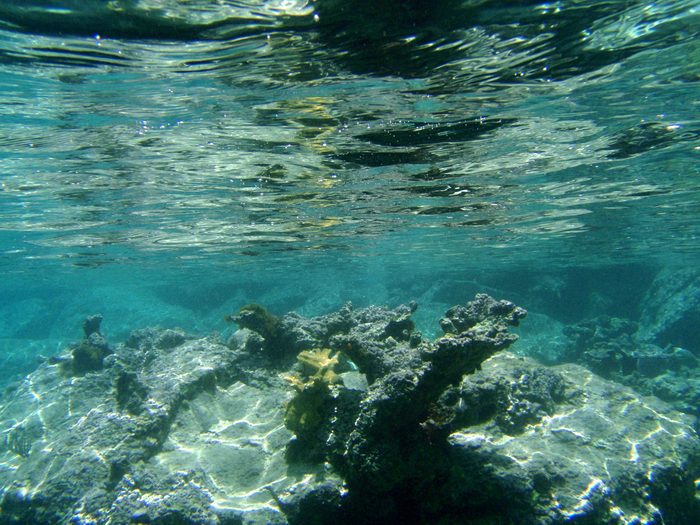 Broken Coral.