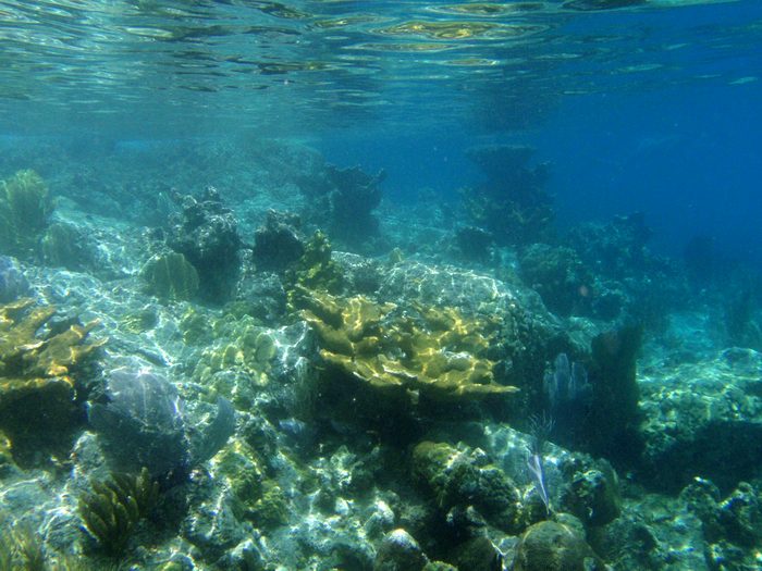 This was an underwater park!
