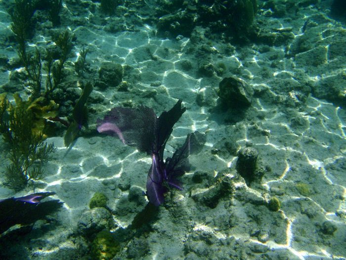 Pretty coral!