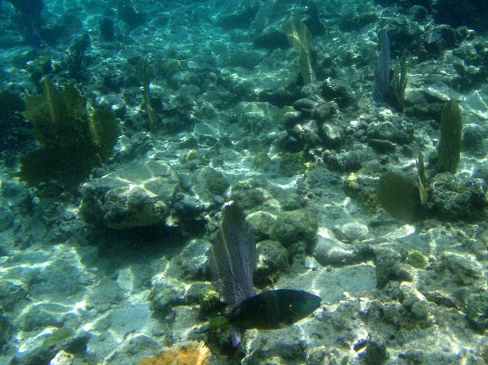 I saw the biggest parrot fish I've ever seen.  This was not it!