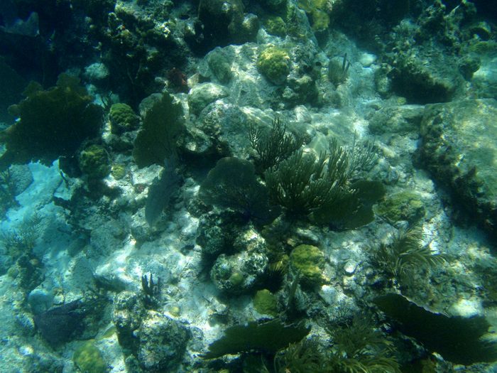 Look closely and you will see the dreaded sea urchin!