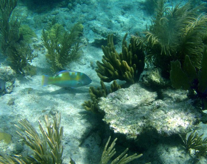 Cool fish!