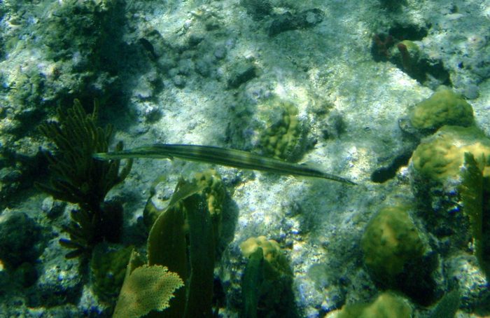 I think this was called a trumpet fish!