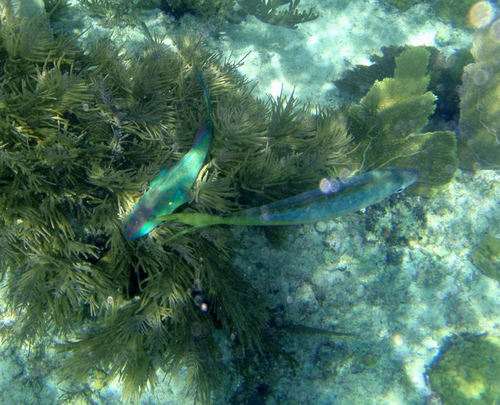 Parrot fish!