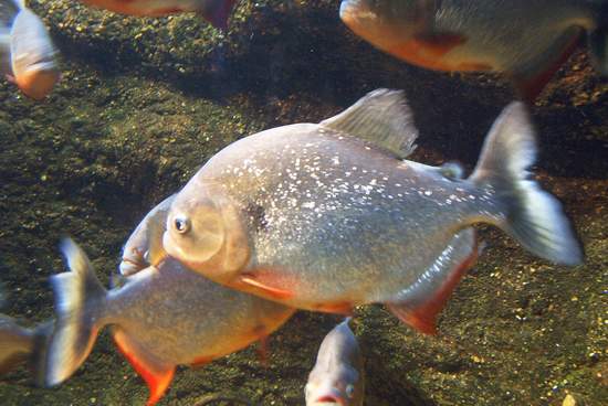 Be careful swimming with these guys!